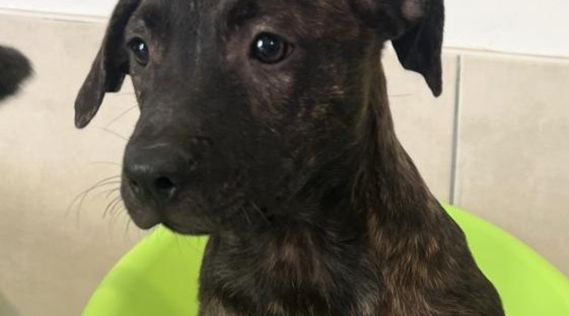 Chiens à adopter